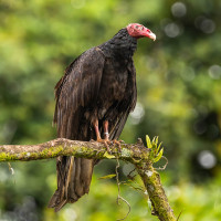 Turkey Vulture